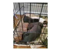 6 pit bull puppies looking for best home - 6