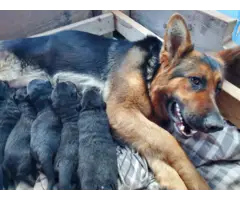 AKC German Shepherd puppies for adoption - 1