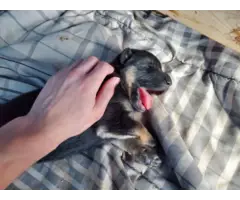 AKC German Shepherd puppies for adoption - 2