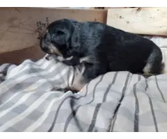 AKC German Shepherd puppies for adoption - 3