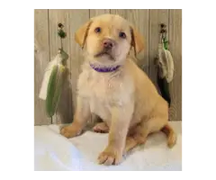 Beautiful AKC full right Lab Puppies for Sale