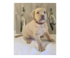 Beautiful AKC full right Lab Puppies for Sale - 2