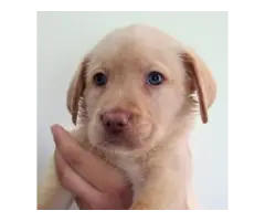 Beautiful AKC full right Lab Puppies for Sale - 4
