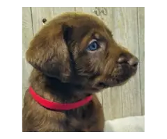 Beautiful AKC full right Lab Puppies for Sale - 5
