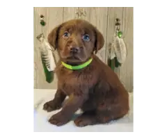 Beautiful AKC full right Lab Puppies for Sale - 7