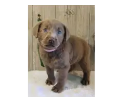 Beautiful AKC full right Lab Puppies for Sale - 8