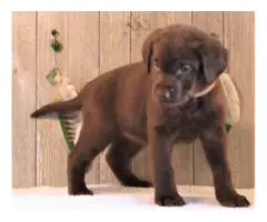 Beautiful AKC full right Lab Puppies for Sale - 9