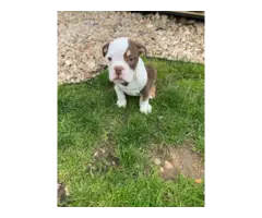 Chocolate and tan Olde English puppies for sale