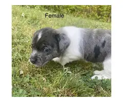 8 weeks Chiweenie puppies Very sweet and playful