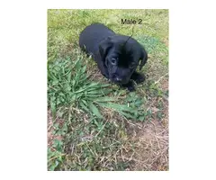8 weeks Chiweenie puppies Very sweet and playful