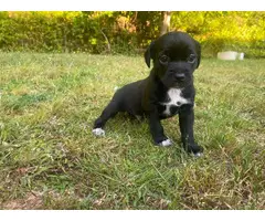 8 weeks Chiweenie puppies Very sweet and playful