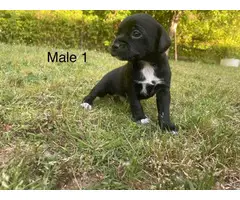8 weeks Chiweenie puppies Very sweet and playful