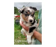 Gorgeous Standard size Australian shepherd puppies for Sale - 3