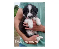 Gorgeous Standard size Australian shepherd puppies for Sale - 11