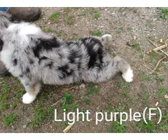 Gorgeous Standard size Australian shepherd puppies for Sale - 17