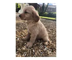 Beautiful golden retriever puppies - 3