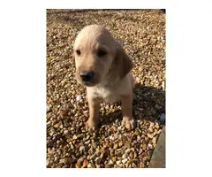Beautiful golden retriever puppies - 4
