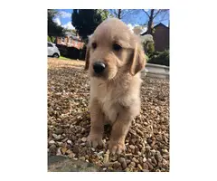 Beautiful golden retriever puppies - 5