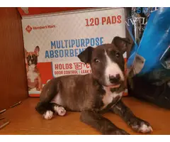 2 months old Bull Terrier puppies for sale