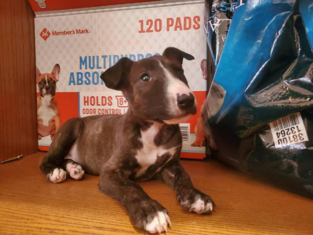 2 months old Bull Terrier puppies for sale Phoenix