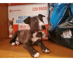 2 months old Bull Terrier puppies for sale - 2