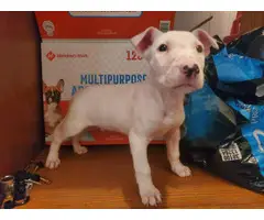 2 months old Bull Terrier puppies for sale - 3