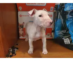 2 months old Bull Terrier puppies for sale - 4