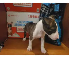 2 months old Bull Terrier puppies for sale - 5