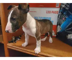 2 months old Bull Terrier puppies for sale - 6