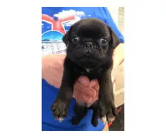 4 black Pug puppies available