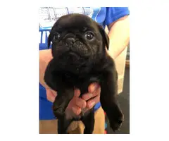 4 black Pug puppies available - 2