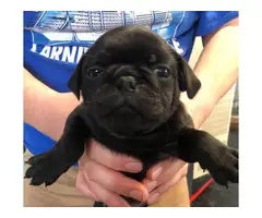 4 black Pug puppies available - 3