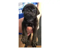 4 black Pug puppies available - 4