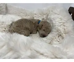 Goldendoodle Puppies 6 girls and 2 boys - 4