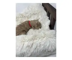 Goldendoodle Puppies 6 girls and 2 boys - 7