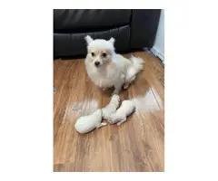 Beautiful Pomeranian puppies looking for their perfect home