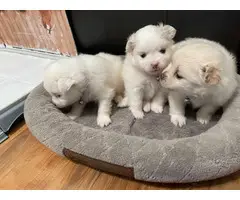 Beautiful Pomeranian puppies looking for their perfect home - 2