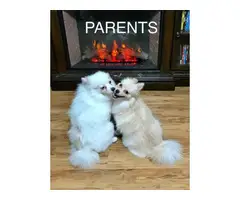 Beautiful Pomeranian puppies looking for their perfect home - 7