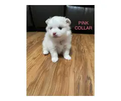 Beautiful Pomeranian puppies looking for their perfect home - 9