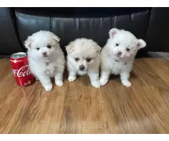Beautiful Pomeranian puppies looking for their perfect home - 11