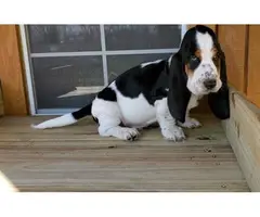 2 black and white Basset hound puppies available