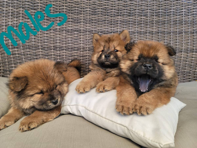 Chow chow puppies in Phoenix, Arizona Puppies for Sale