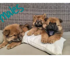 Chow chow puppies - 3