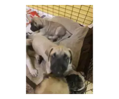 8 English Mastiff puppies for Sale - 2