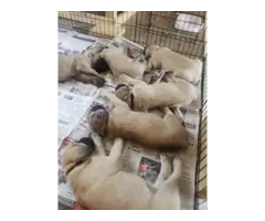 8 English Mastiff puppies for Sale - 4