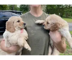 5 male goldendoodle puppies for sale