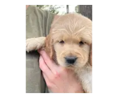 5 male goldendoodle puppies for sale - 2