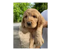 5 male goldendoodle puppies for sale - 4