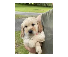 5 male goldendoodle puppies for sale - 5