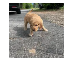 5 male goldendoodle puppies for sale - 6